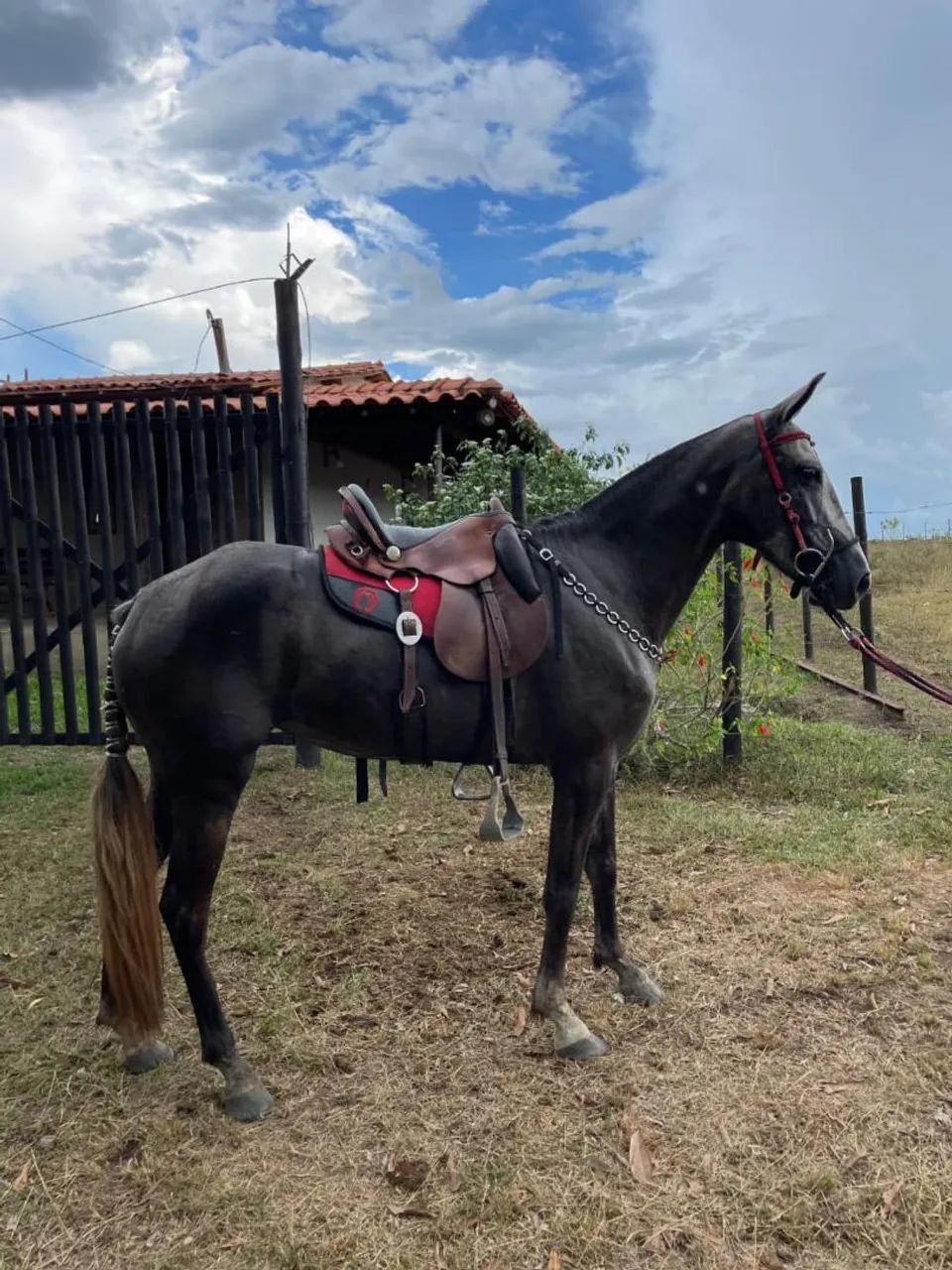 ÉGUA MANGALARGA 