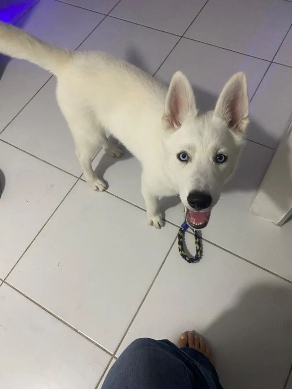 Husky 4 meses - Foto 3