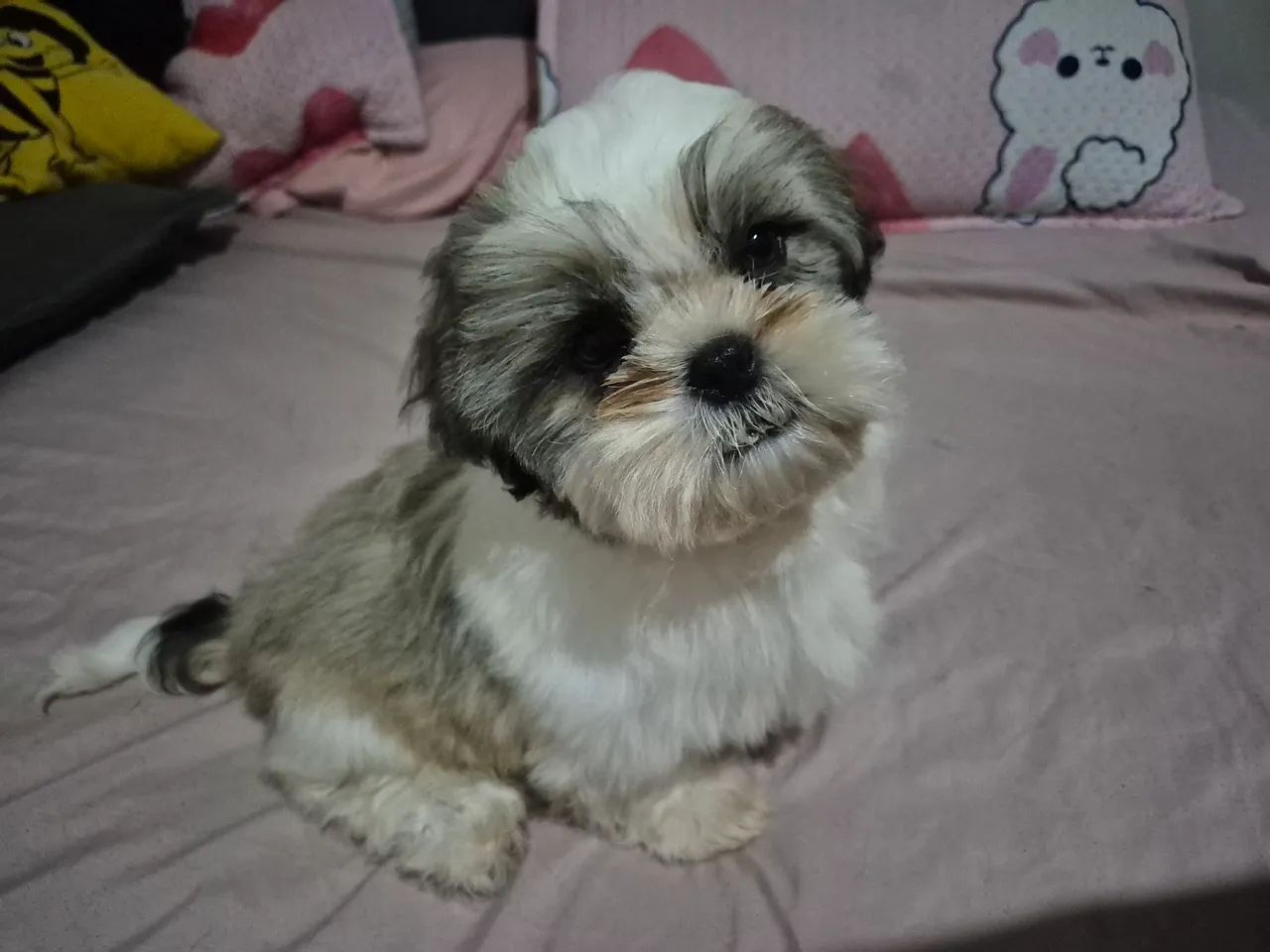 Shih tzu - Foto 2