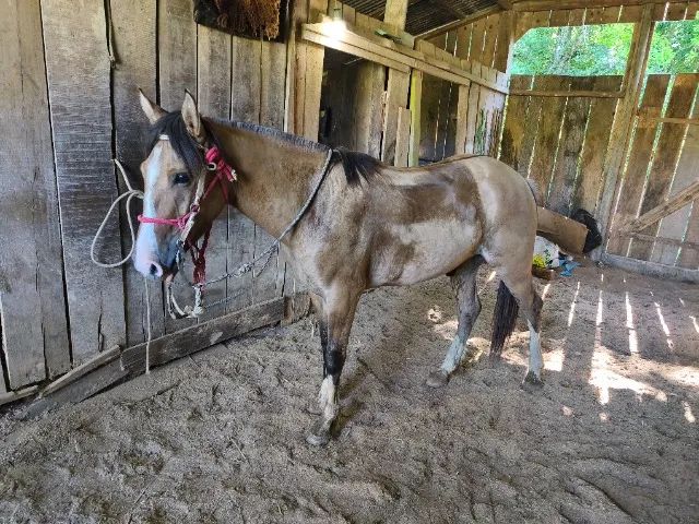 Cavalo crioulo  - Foto 4