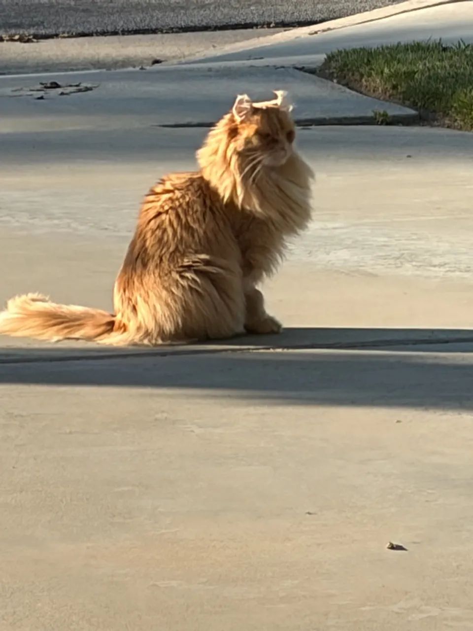 Gatos de estimacao - Foto 5