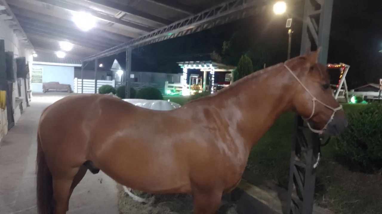 Cavalo crioulo  - Foto 2