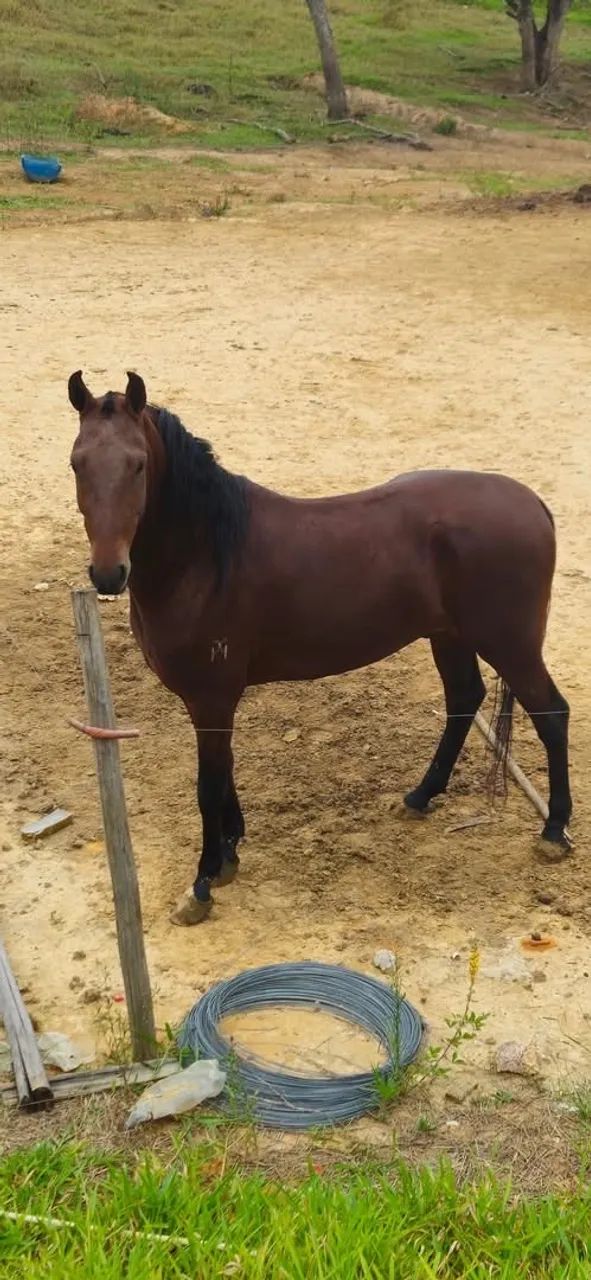 Cavalo  - Foto 3