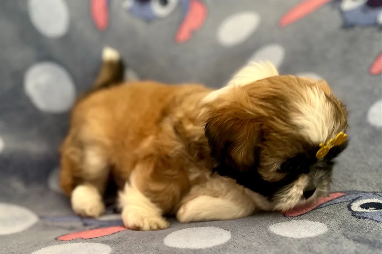 Shih Tzu - Foto 2