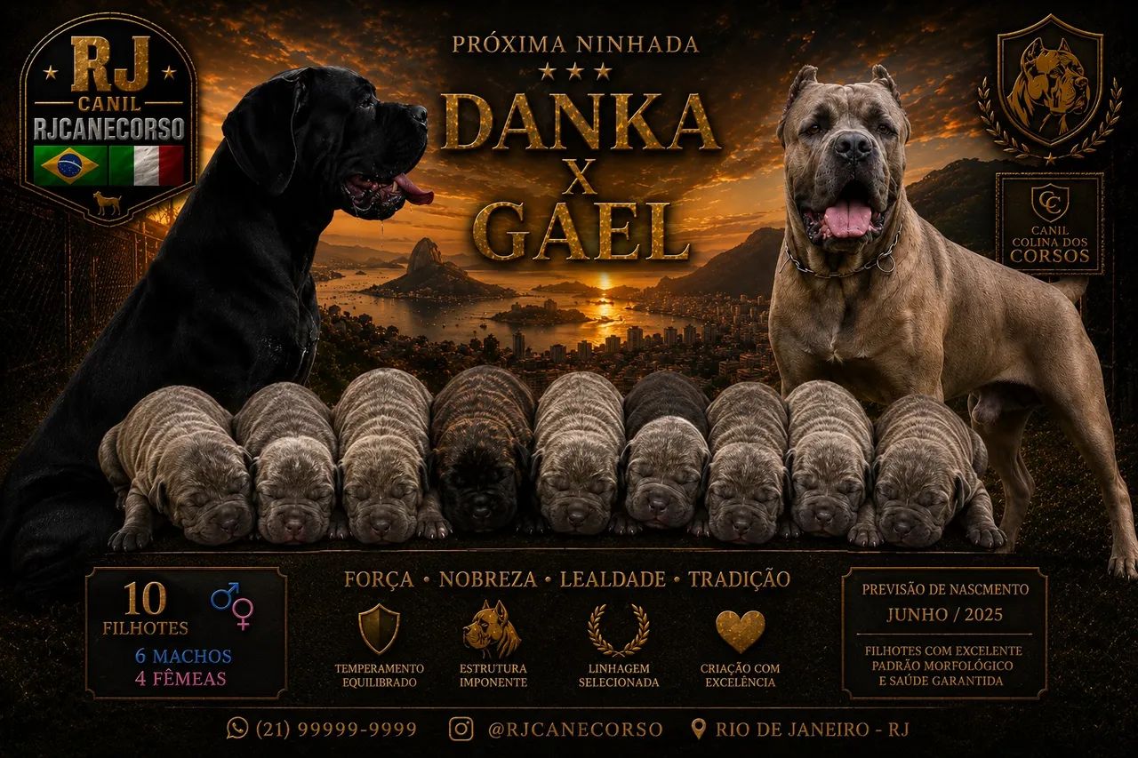 ?Filhotes de Cane Corso Italiano com pedigree CBKC e linguagem comprovada?