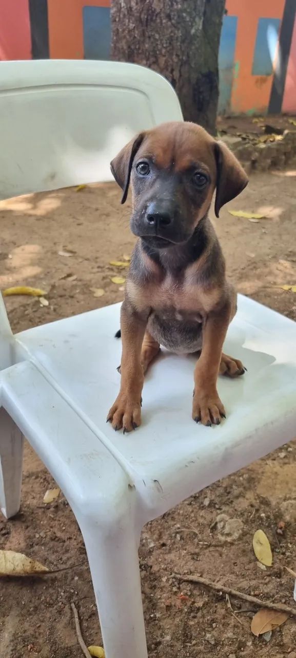 Adoção  - Foto 2