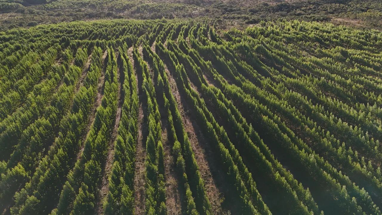 Fazenda de eucalipto e café em Engenheiro Navarro