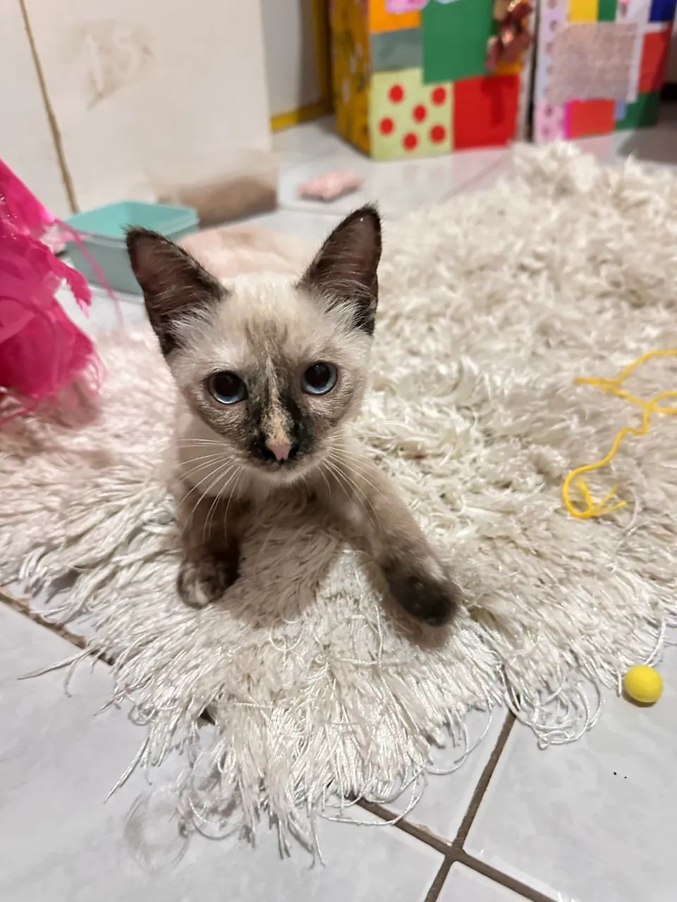 Adoção de linda gatinha 