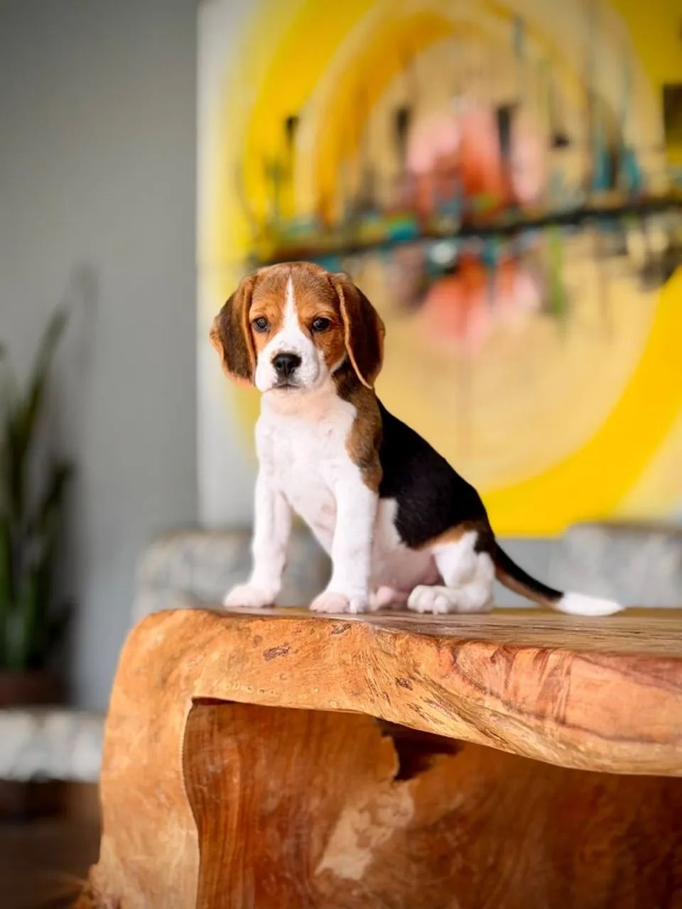 Beagle inglês para Campos 