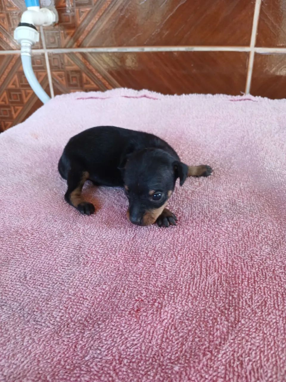 Vendo filhote de pinscher 