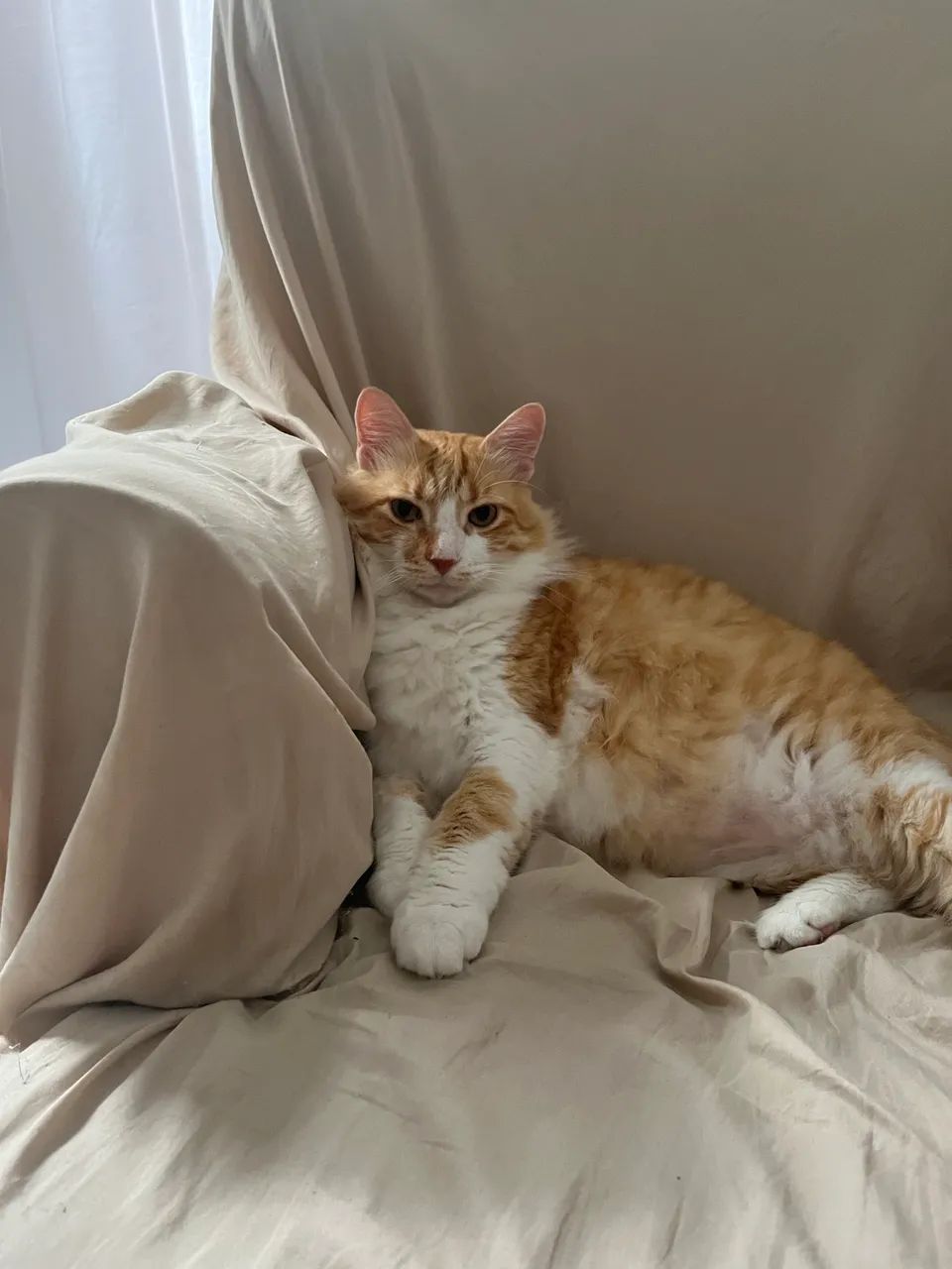 Gato amarelo castrado  - Foto 5