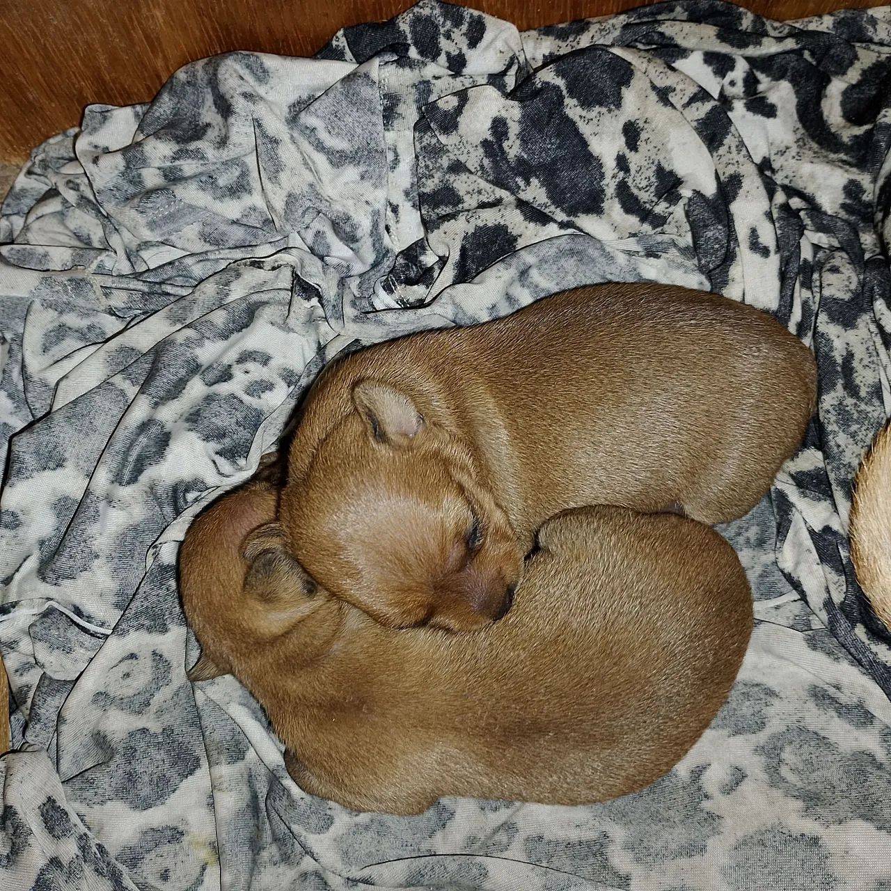 Pincher 1 - Foto 3