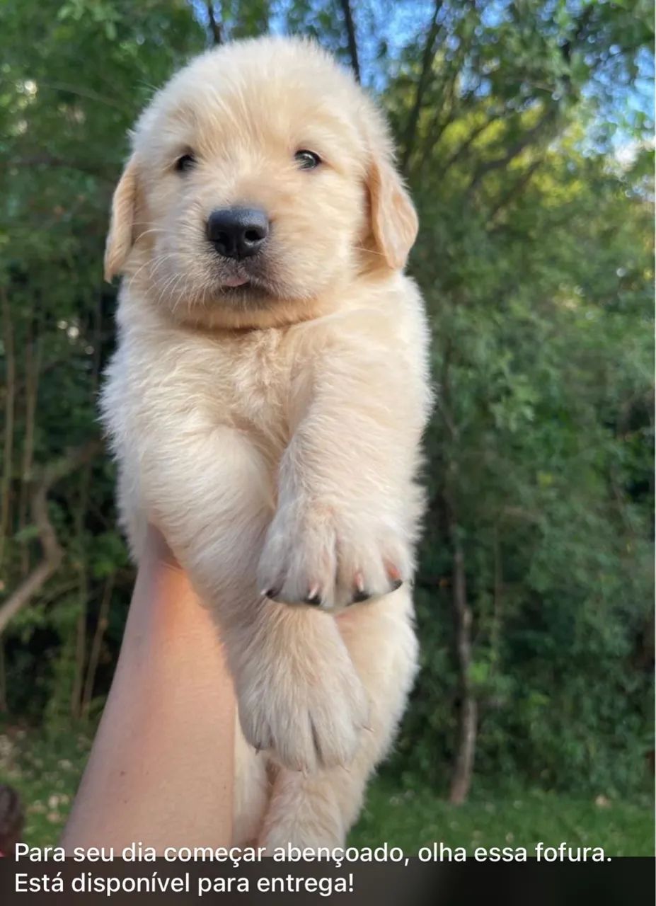 Cachorro golden  - Foto 5
