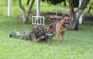 Adestrador  - Foto 5