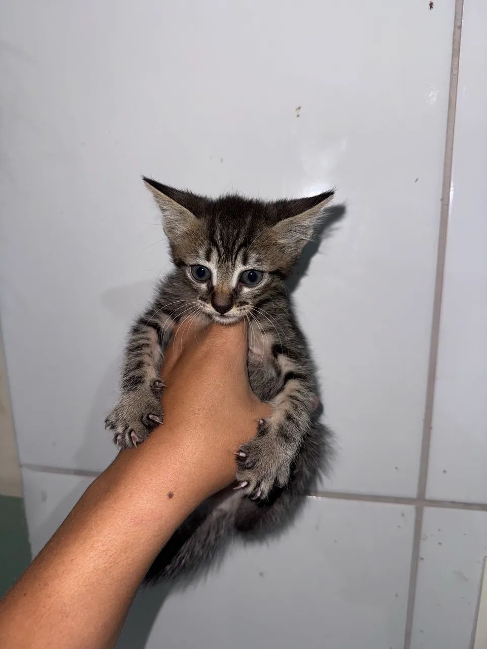 Doação de gatas fêmeas 