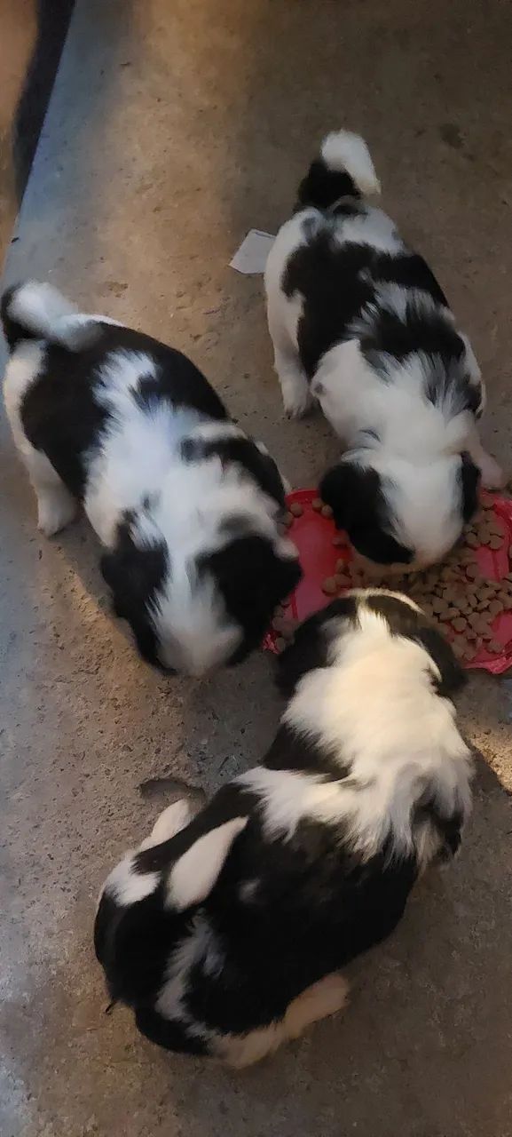 Bebês Shih Tzu  - Foto 5