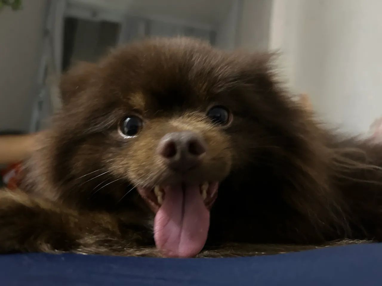 Spitz 