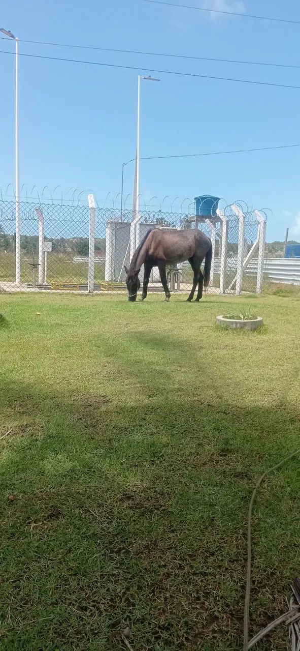 Cavalo  - Foto 3