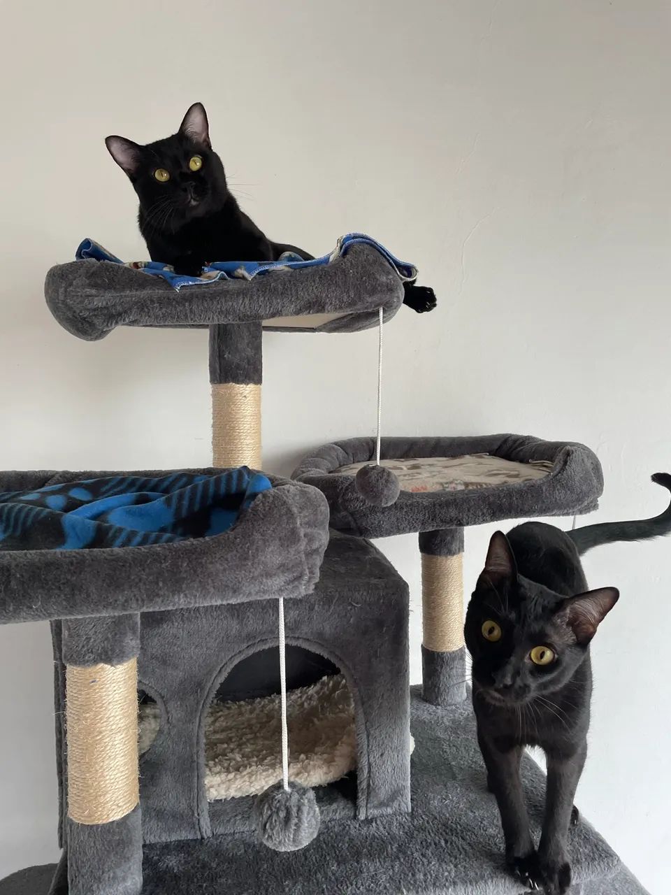 Gatos para adoção - São Paulo, Zona Norte - castrados/vacinados - Foto 5