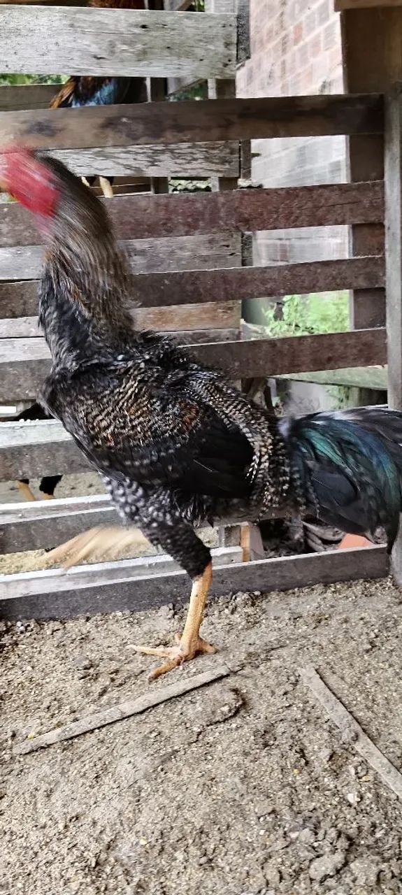 Frango Pedrez  - Foto 4