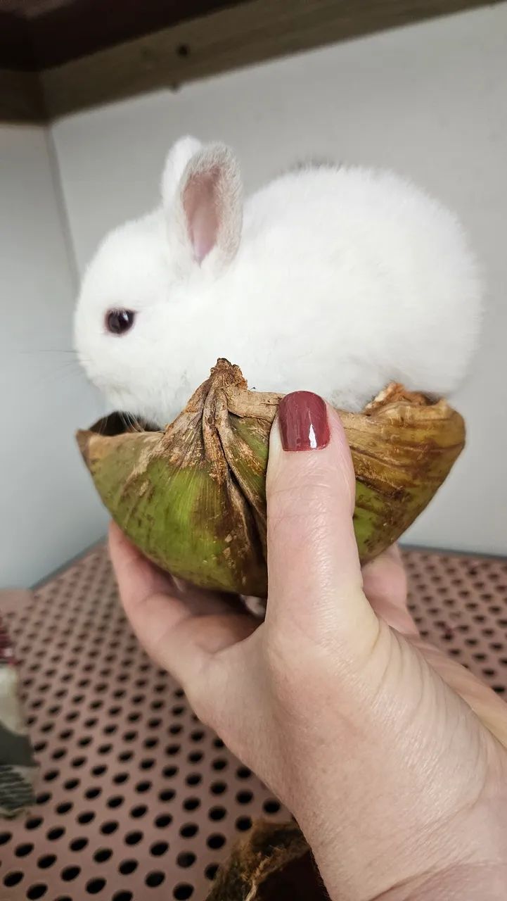 Coelho  - Foto 4