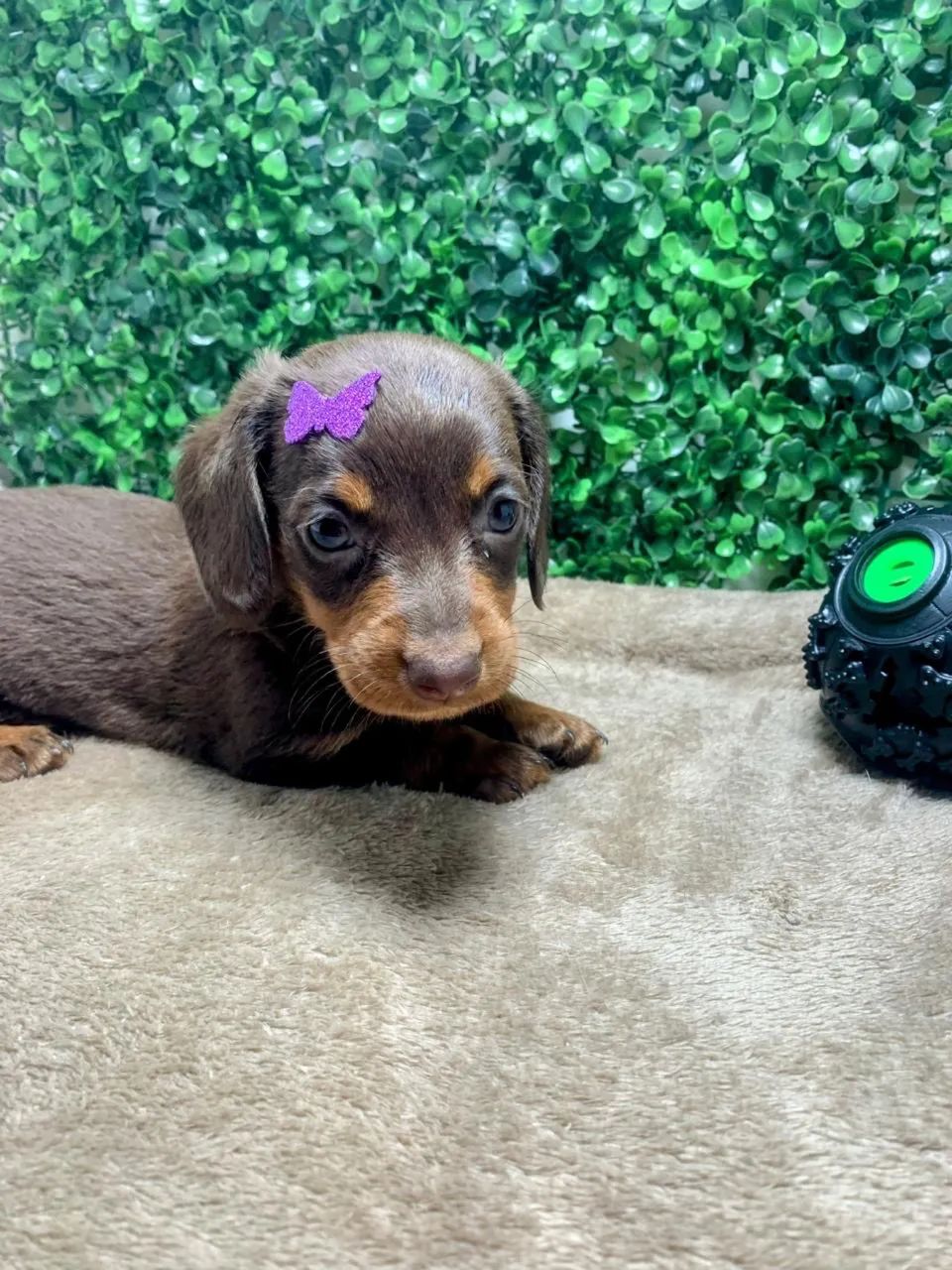 Dachshund Pelos longos Teckel Cofap Basset Salsicha Mofadinho Arlequim  - Foto 4