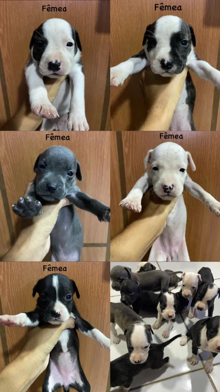 Filhotes Pitbull terrier 