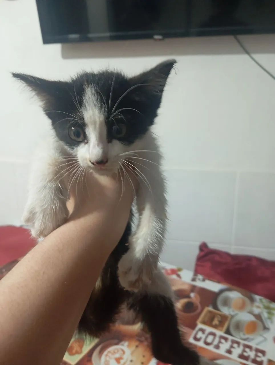 DOAÇÃO DE GATO - Foto 2