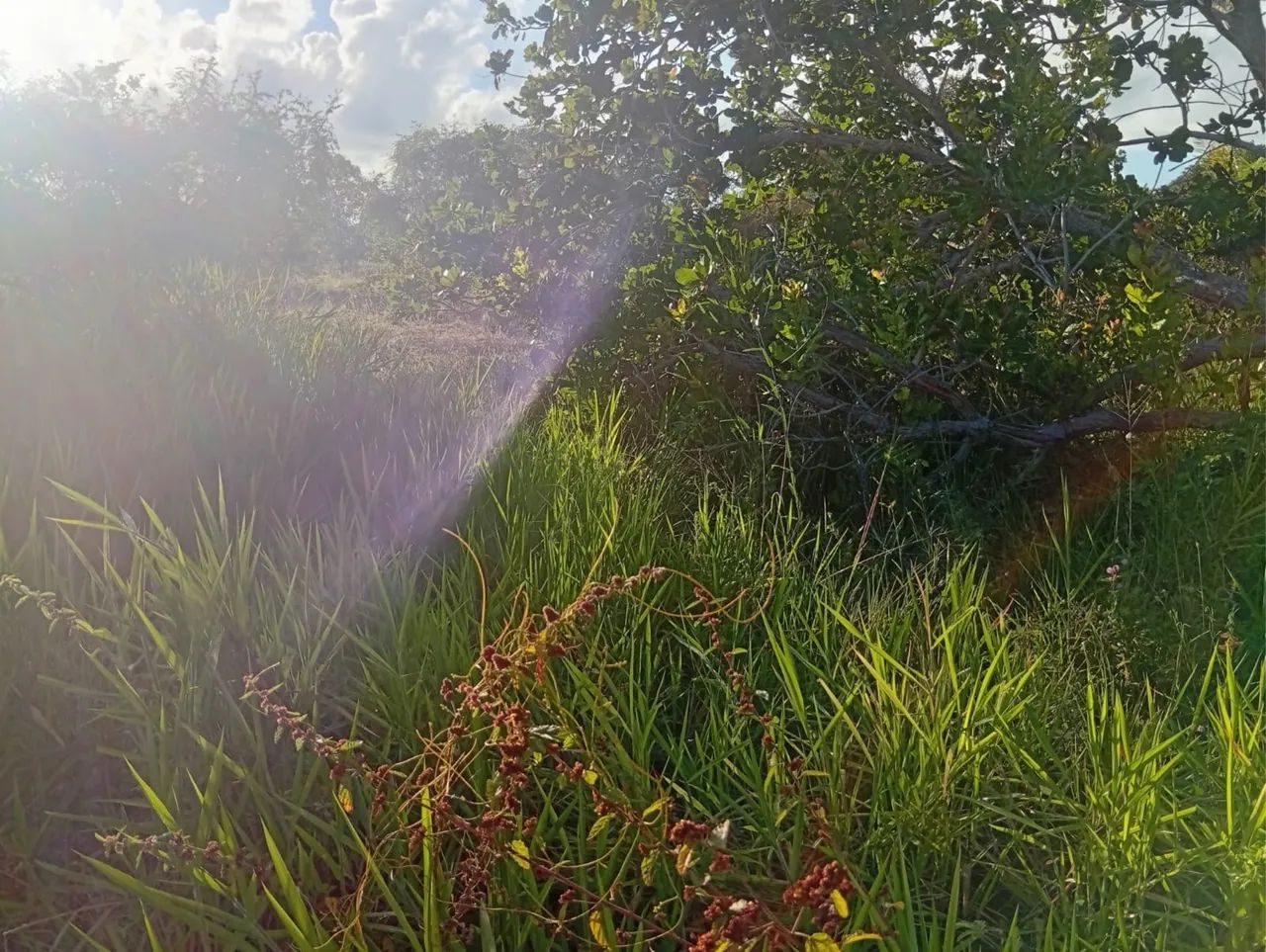 Terreno no Paruí a 5 minutos da Caueira - Foto 5
