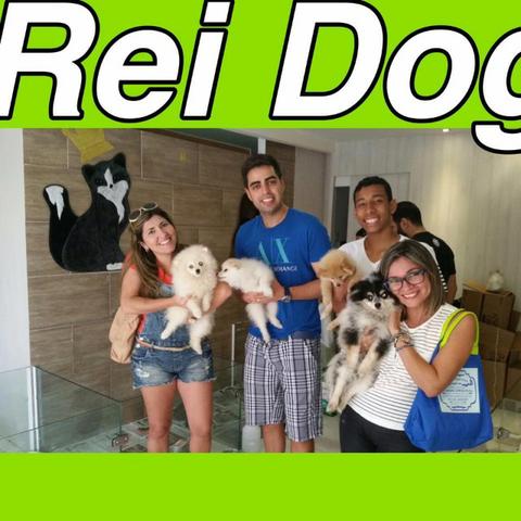Spitz de ótima procendencia em 12x, lojas Rei dog