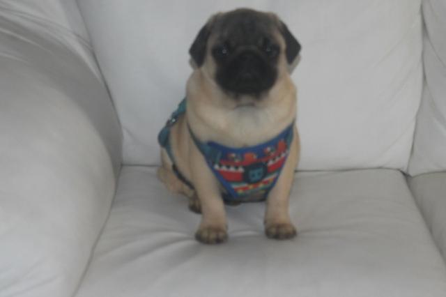Pug oportunidade unica. qualidade