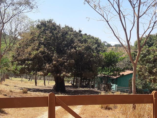 Urgente Vendo Meio Alqueire Prox a Teresópolis e Goianápolis Nerópolis Urgente Muita Água - Foto 4