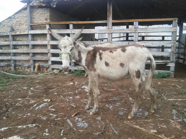 Jumento pampa - Foto 2