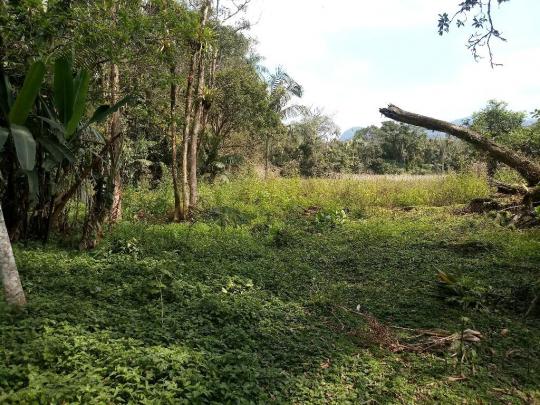 Chácara - Prox Centro - Morretes - Foto 6