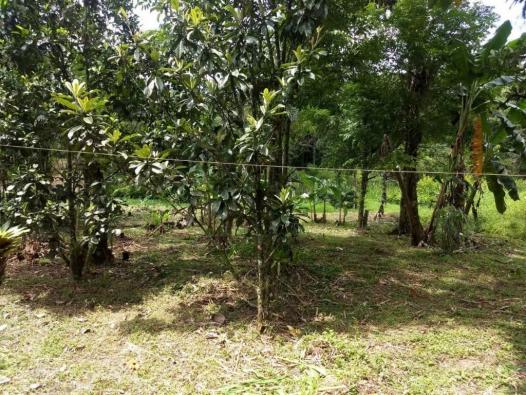 Terreno - São Jõao da Graciosa - Morretes - Foto 10