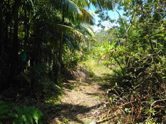 Chácara com 5.500m² - América de Cima - Morretes - Foto 4