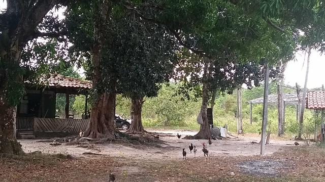 50 hectares a 25 km de castanhal por 250 mil zap * - Foto 14
