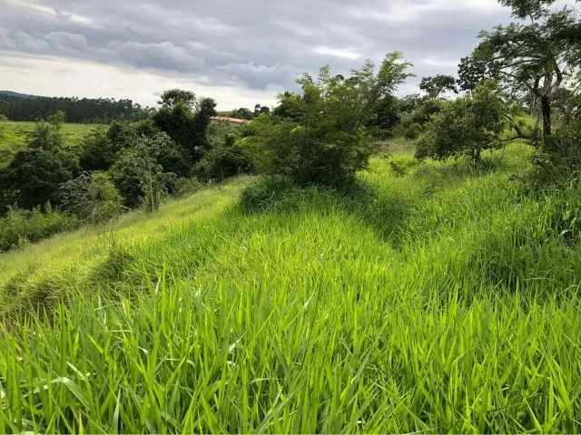 foto - São José dos Campos - Bosque dos Eucaliptos