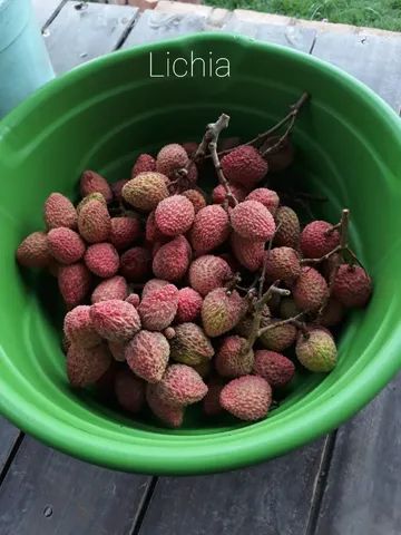 Mudas frutíferas enxertadas produzindo - Foto 5
