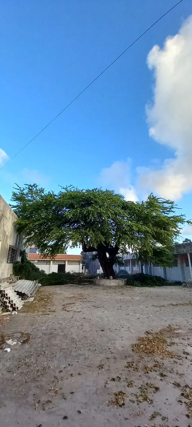 Poda de árvores,  limpeza de coqueiros e remoção do material - Foto 2