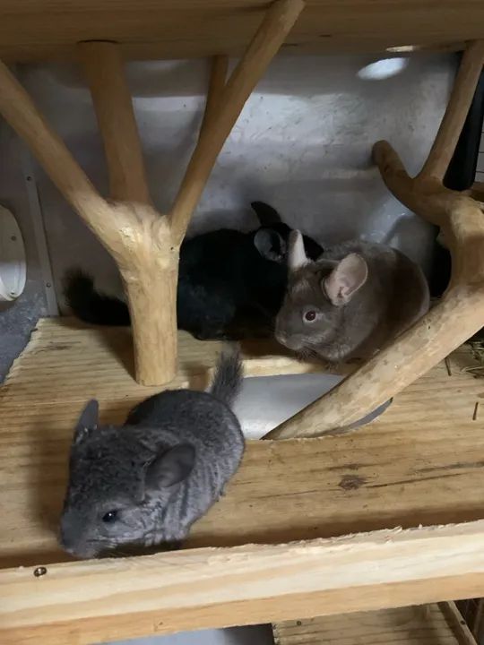 Bebê Chinchila último da temporada 