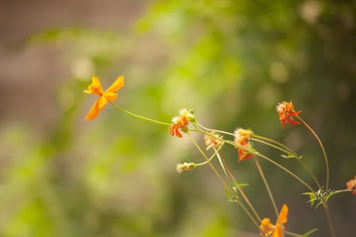 SOLIGOR Mult Coated 80-200mm - Macro - Foto 6