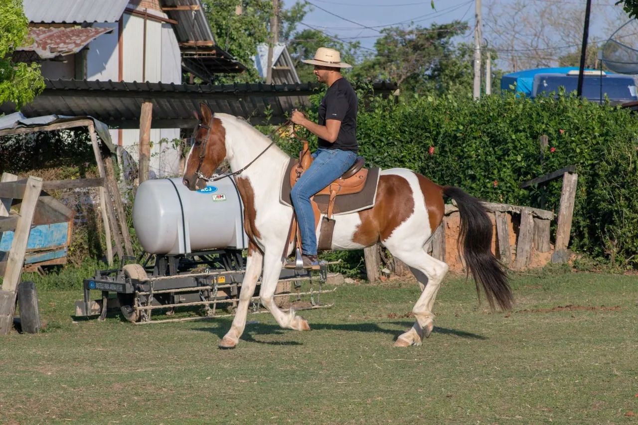 Cavalo Campolina de marcha batida - Foto 3