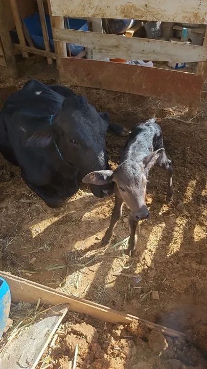 Bezerro e vaca pretos à venda - Foto 4