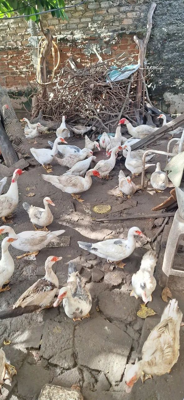 Patos