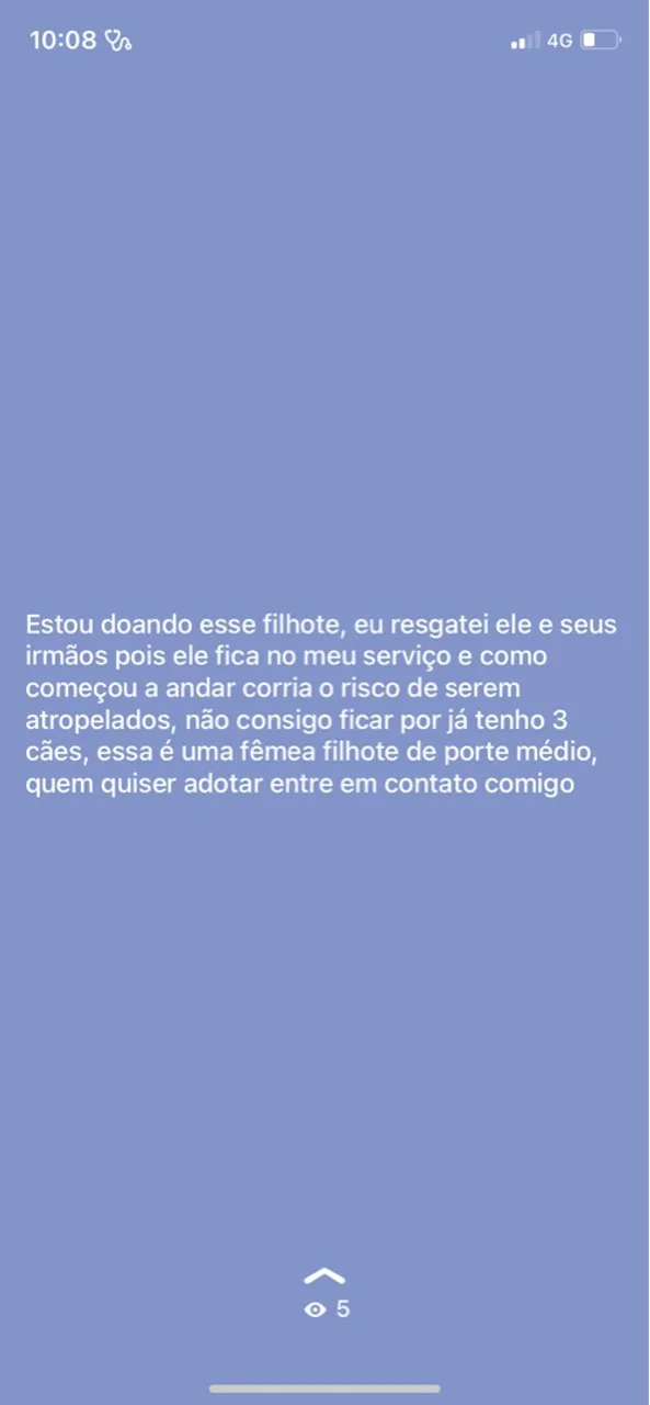 Filhotes de porte médio disponíveis para adoção