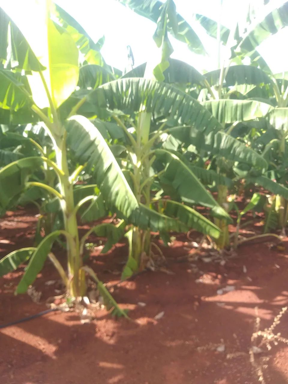 Mundas de banana maçã 