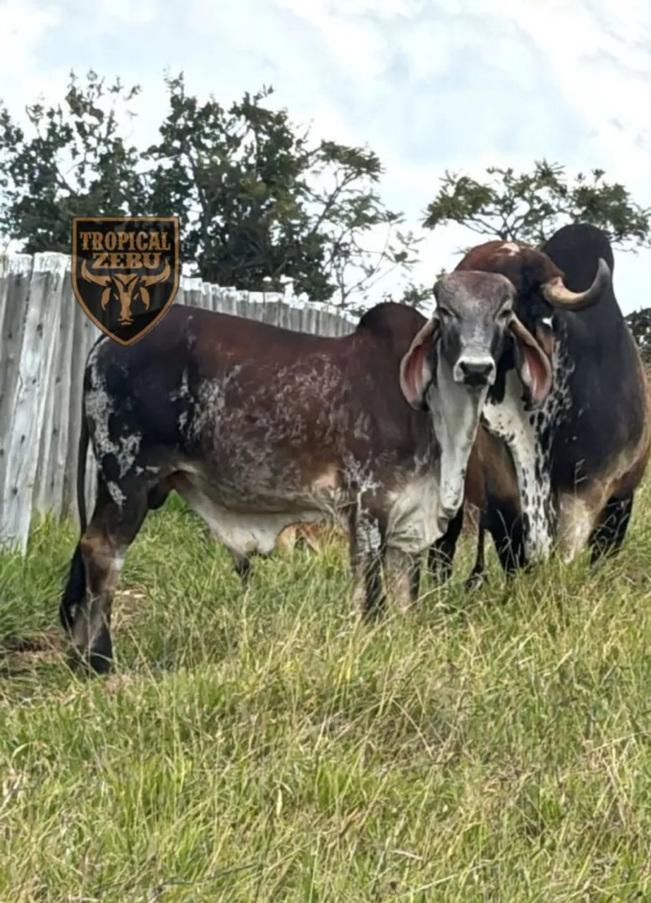 Bezerro Gir leiteiro já desmamado - Sobradinho-DF 