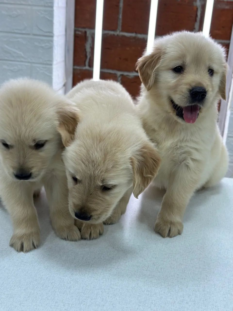 Filhotes Golden Retriever - Lindos e Carinhosos!