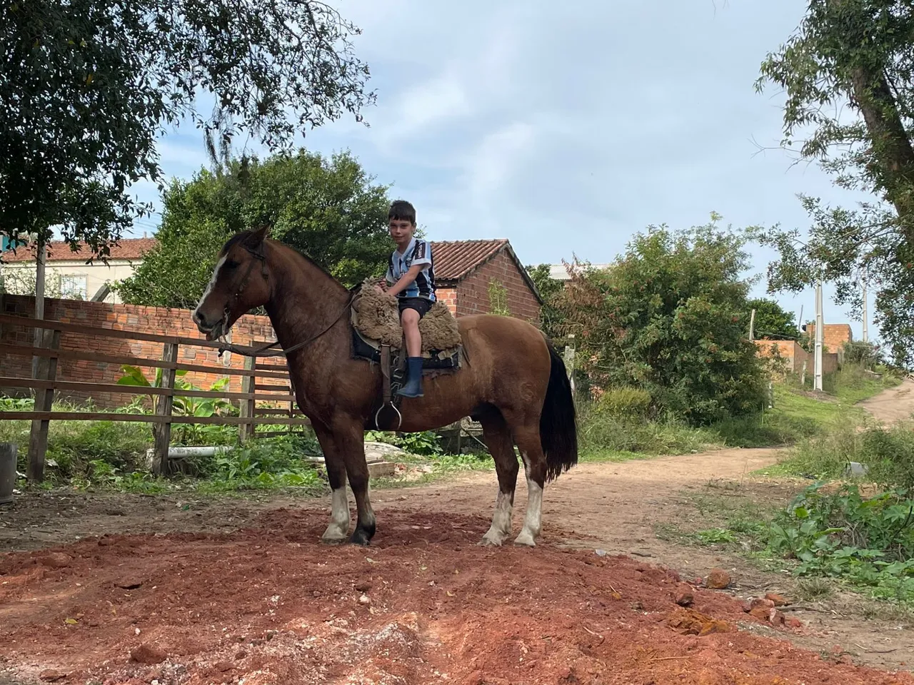Cavalo para venda